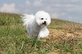 BICHON FRISE 132